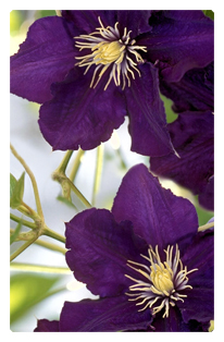 DF35T 024 Purple Cylmaties